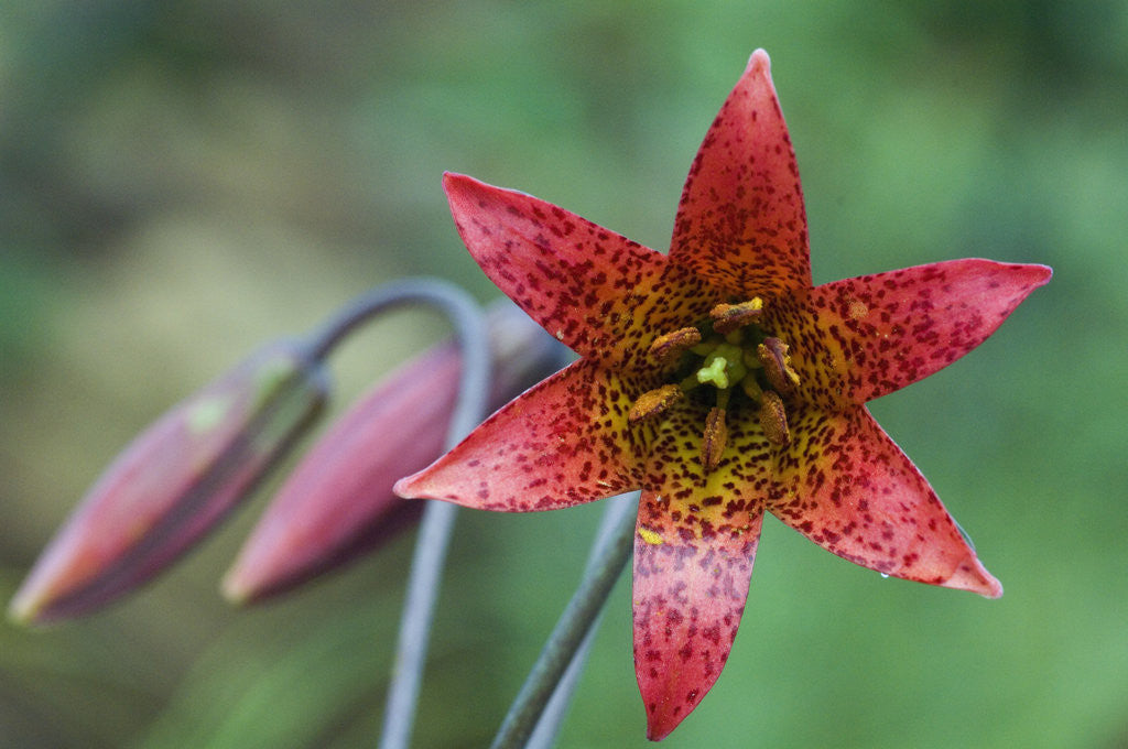 Detail of Bolander's Lily by Anonymous