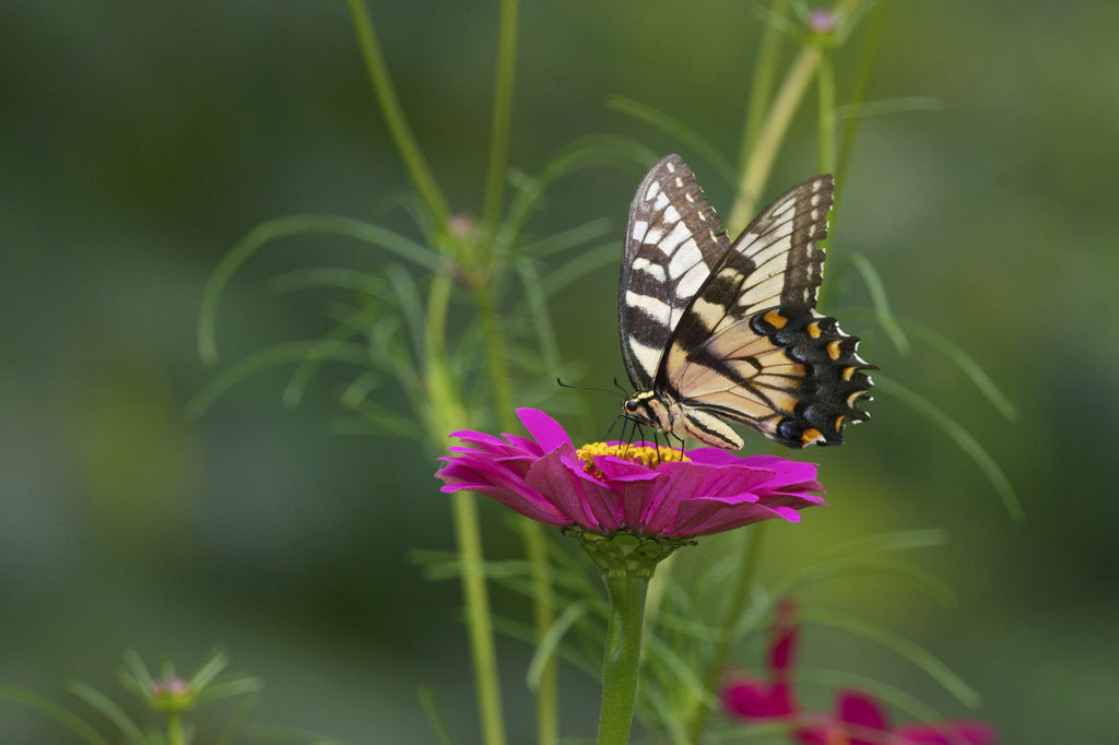 Detail of Swallowtail Butterflies on Cosmos Flower by Anonymous