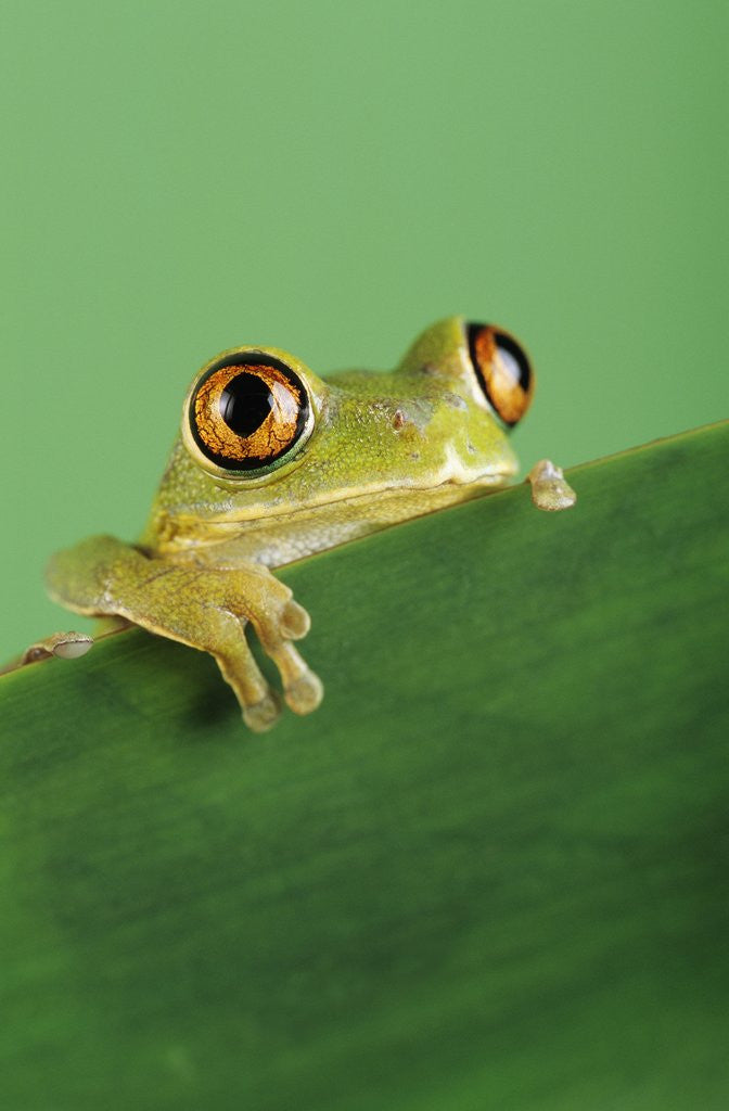 Detail of Frog Clinging to Leaf by Anonymous