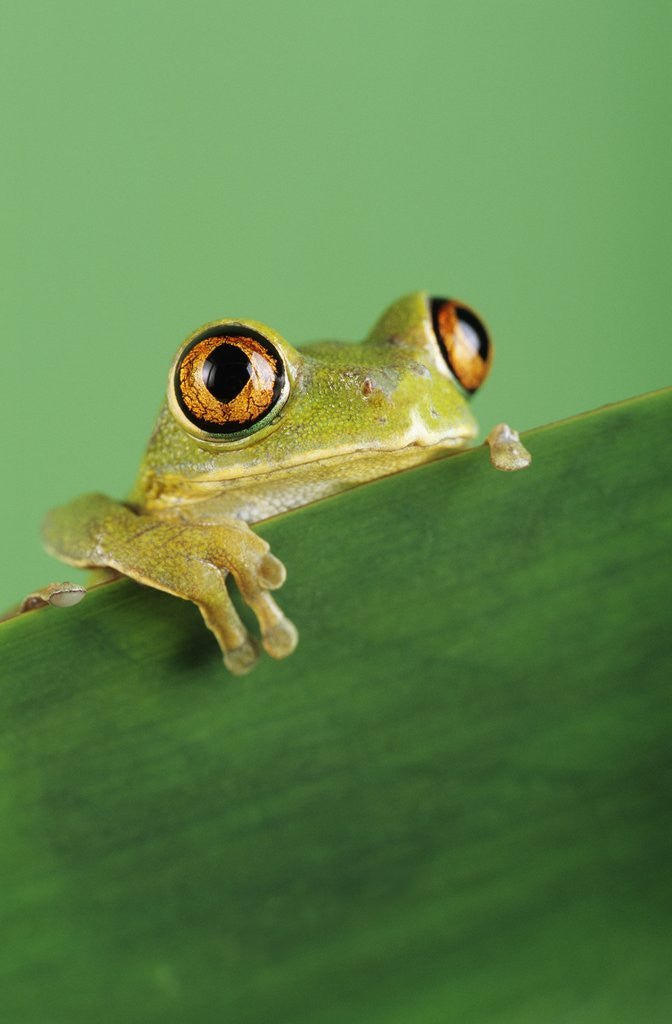 Detail of Frog Clinging to Leaf by Corbis