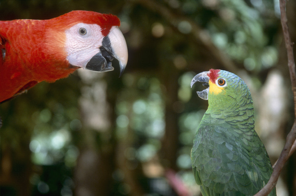 Detail of Scarlet Macaw and Red-Lored Amazon Parrot by Anonymous