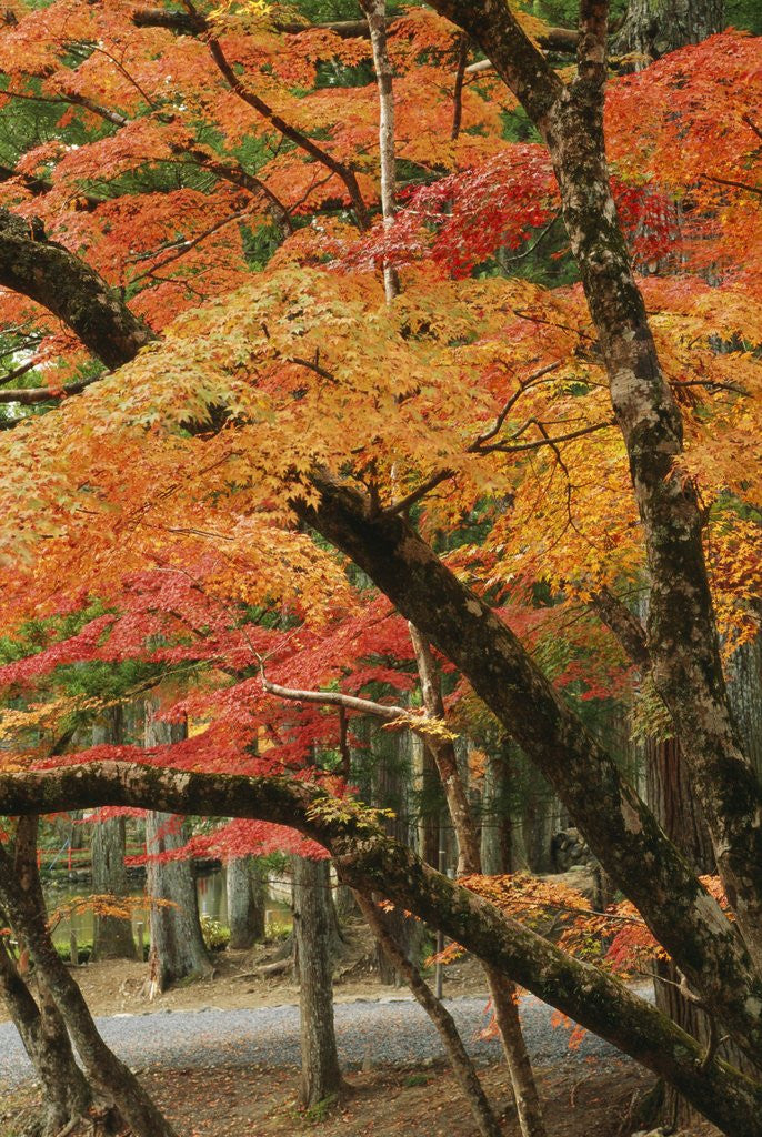 Detail of Autumn in Koya-san by Corbis