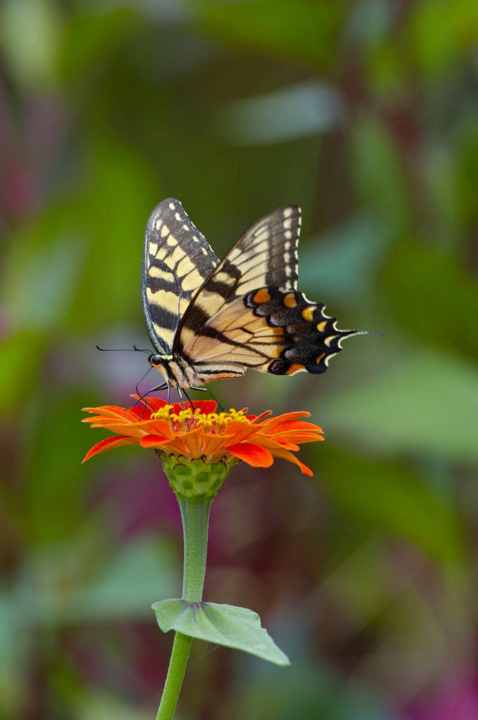 Detail of Swallowtail Butterfly by Anonymous