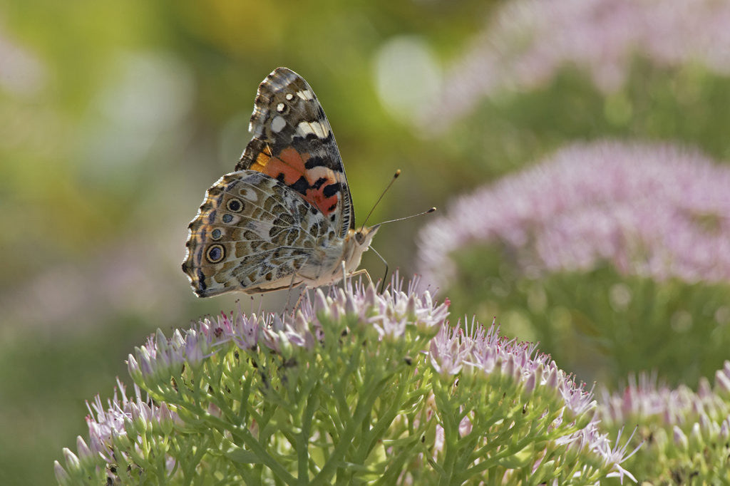 Detail of Painted Lady Butterfly by Anonymous