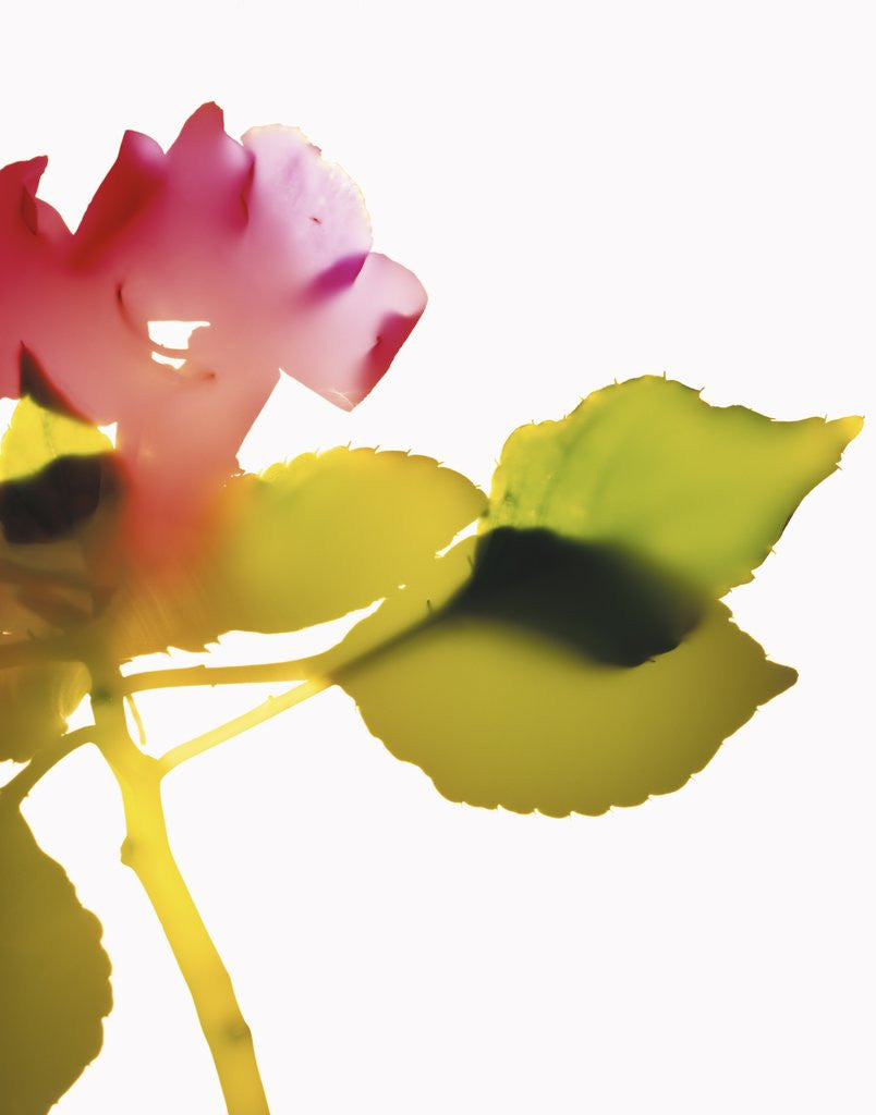 Detail of Impatiens by Anonymous