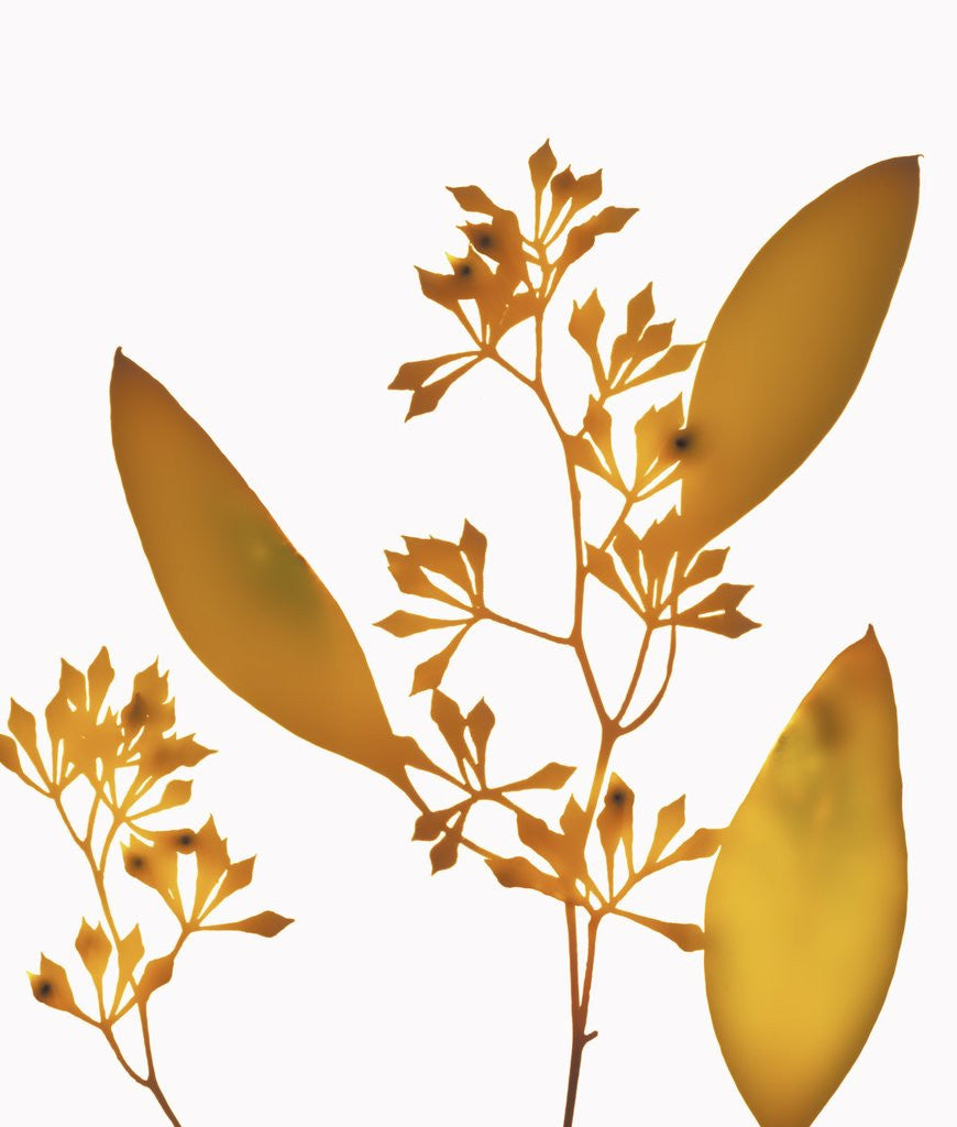 Detail of Yellow Eucalyptus by Corbis