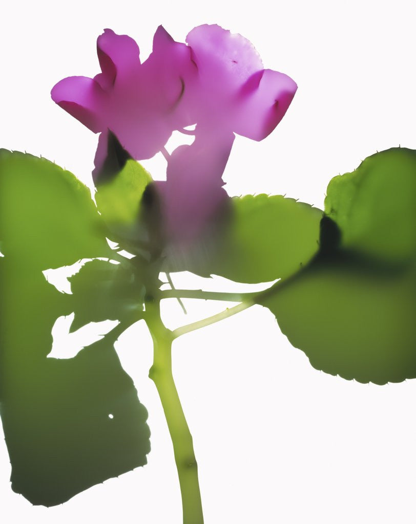 Detail of Purple Impatiens by Anonymous