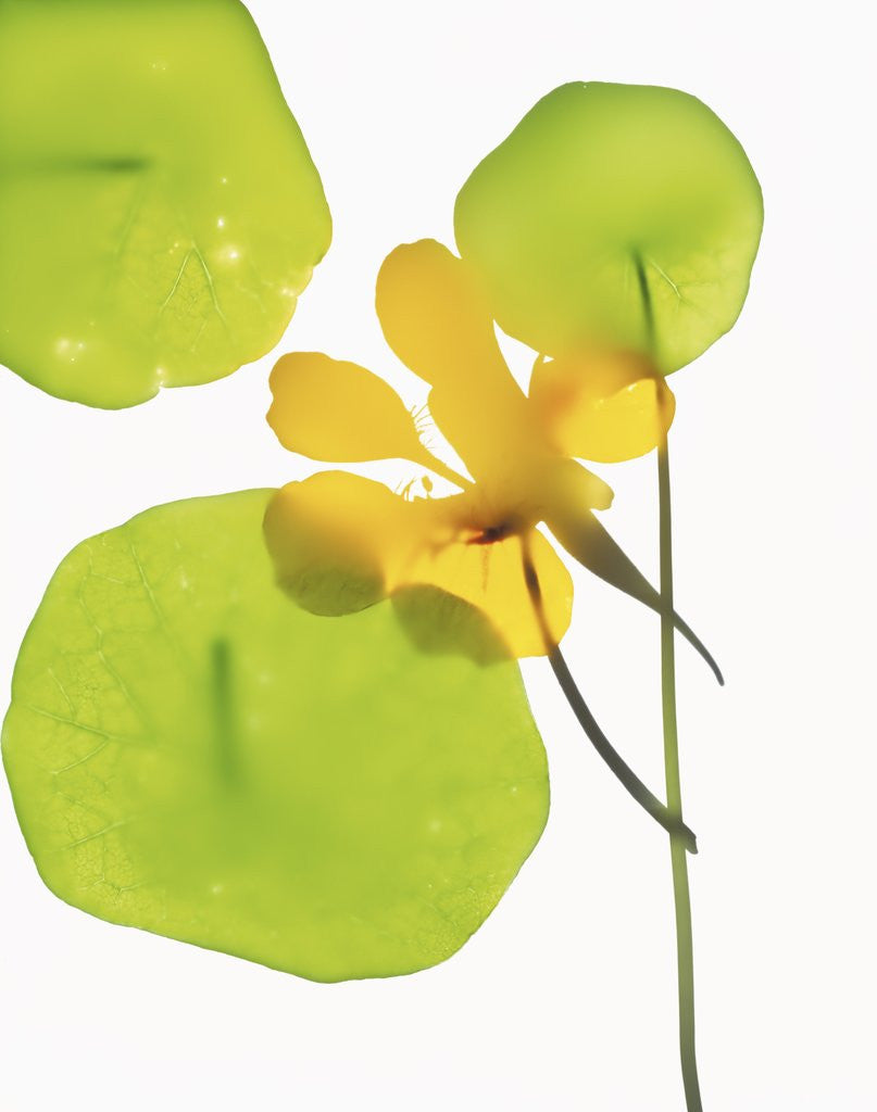 Detail of Yellow Nasturtium Flower with Green Leaves by Anonymous