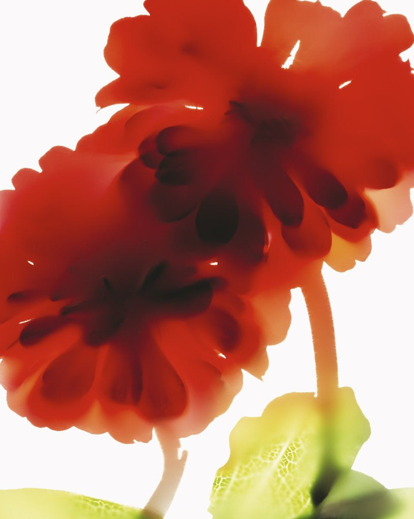 Detail of Red Zinnias by Anonymous