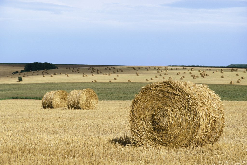 Detail of View of a field of haystacks by Anonymous