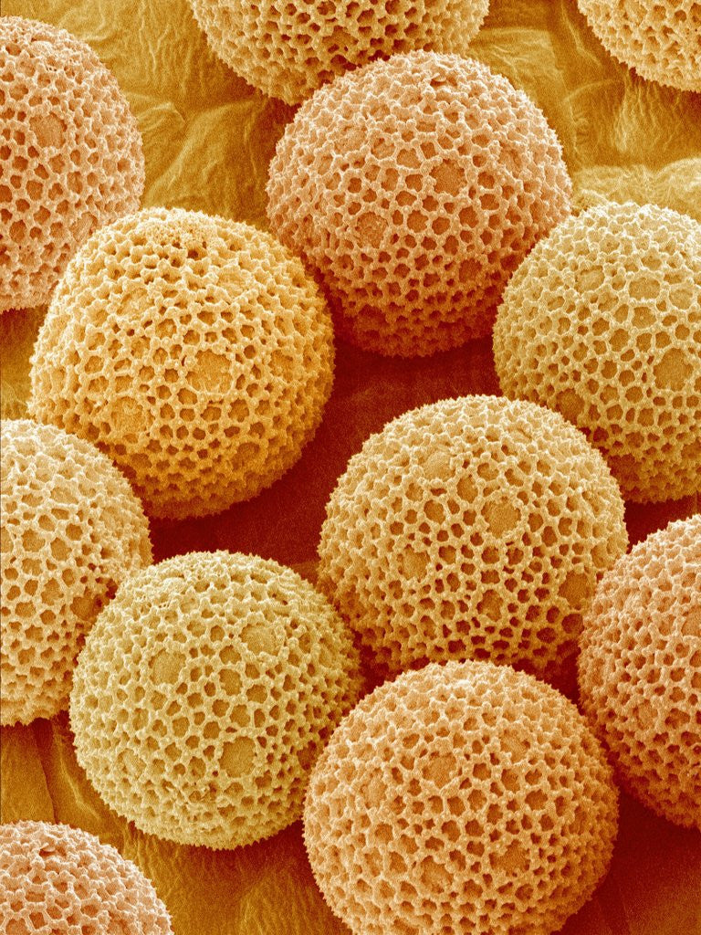 Detail of Paper Bush Pollen by Anonymous