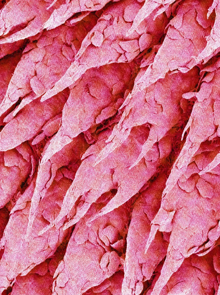 Detail of Tongue of a Rat by Anonymous
