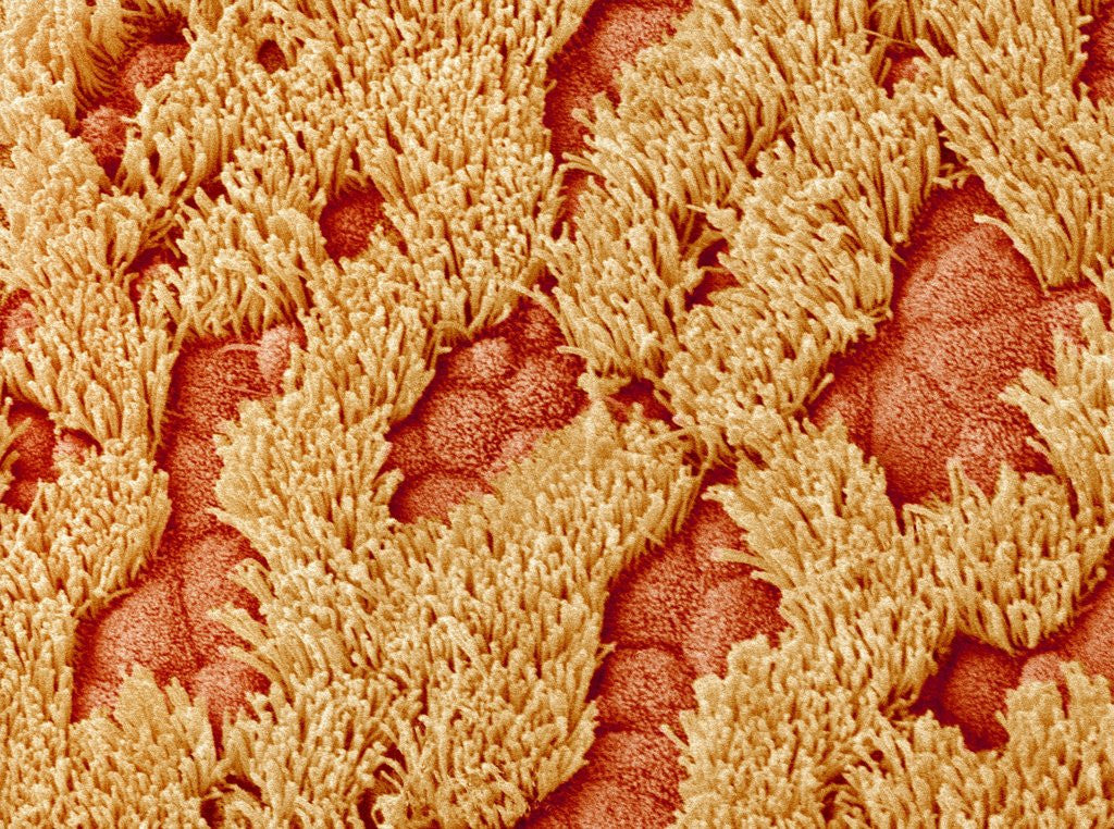 Detail of Trachea of a Rat by Anonymous