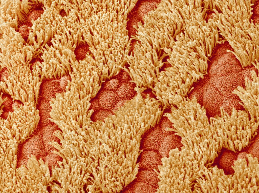 Detail of Trachea of a Rat by Corbis