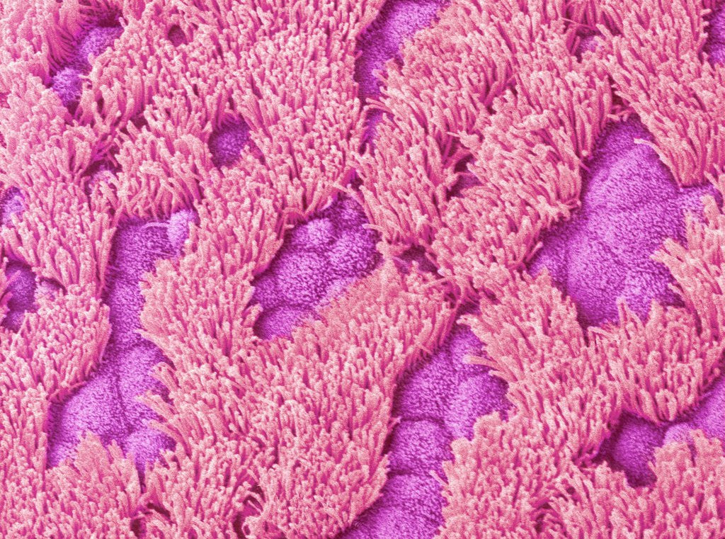 Detail of Trachea of a Rat by Anonymous
