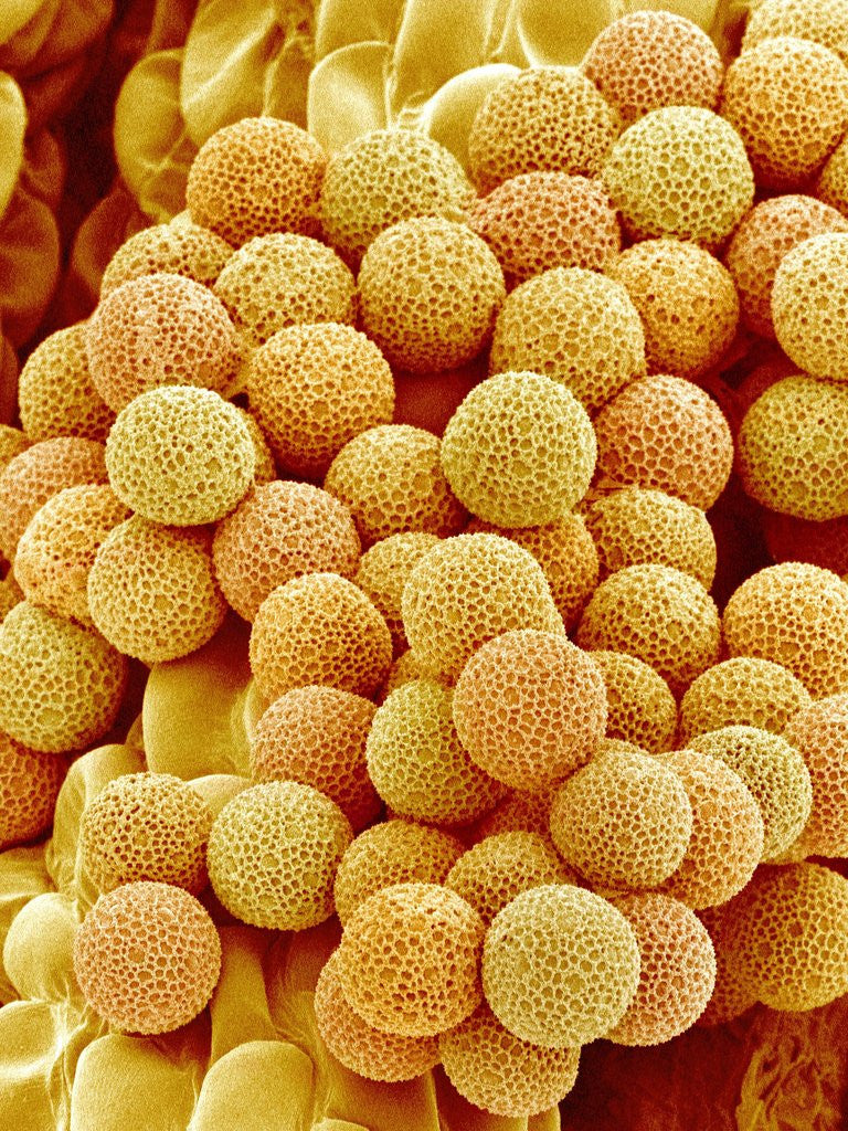 Detail of Paper Bush Pollen by Corbis
