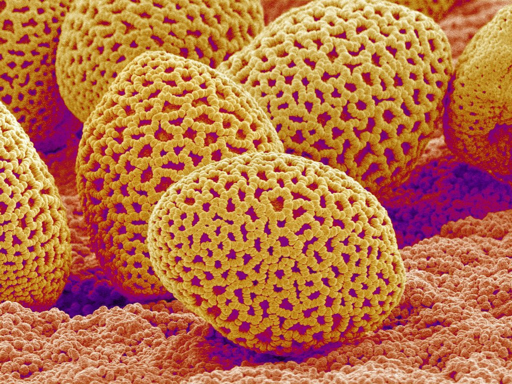 Detail of Lily Pollen by Corbis