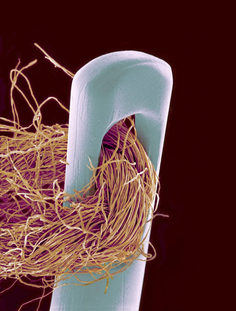 Detail of Head of Threaded Needle by Anonymous