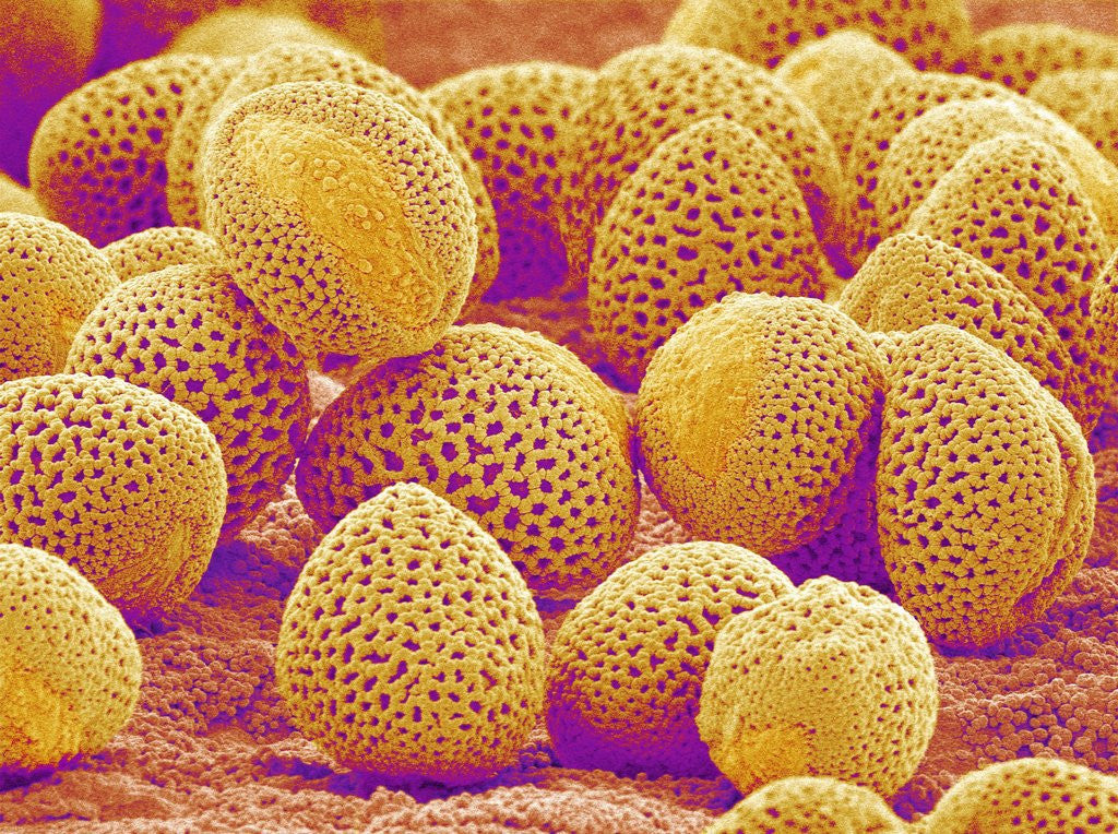 Detail of Lily Pollen by Anonymous