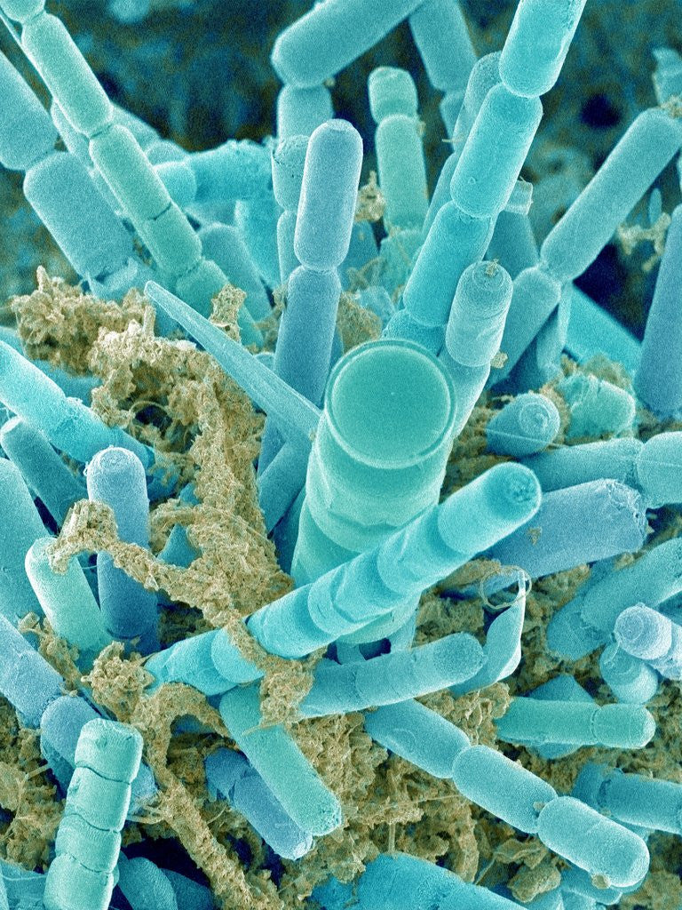 Detail of Sea Diatom by Anonymous