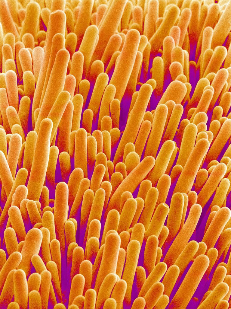 Detail of Outer Cells on Petal of Cymbidium Plant by Anonymous