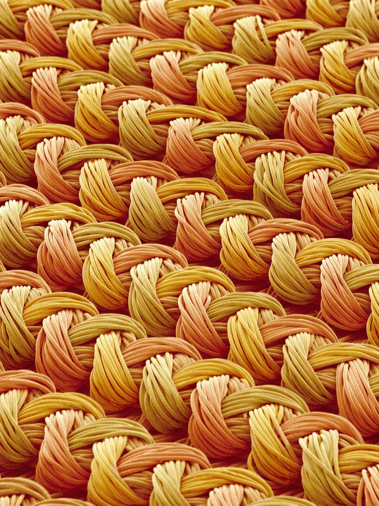 Detail of Polyester and Nylon Cloth of Woman's Bodybriefer by Anonymous