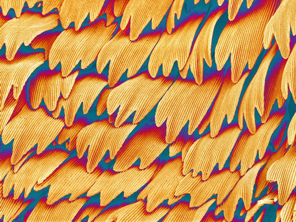 Detail of Scales of a Swallowtail Butterfly by Anonymous