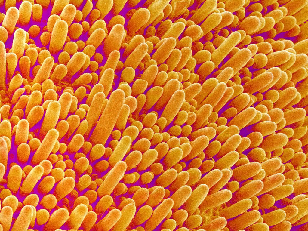 Detail of Outer Cells on Petal of Cymbidium Plant by Anonymous