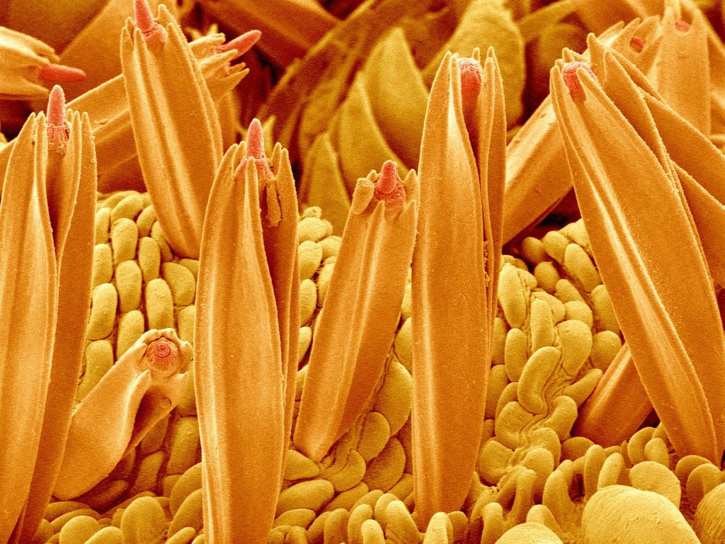 Detail of Proboscis Tip of a Swallowtail Butterfly by Anonymous