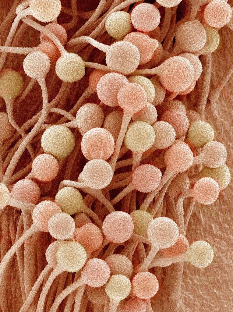 Detail of Petal of a Snapdragon by Anonymous