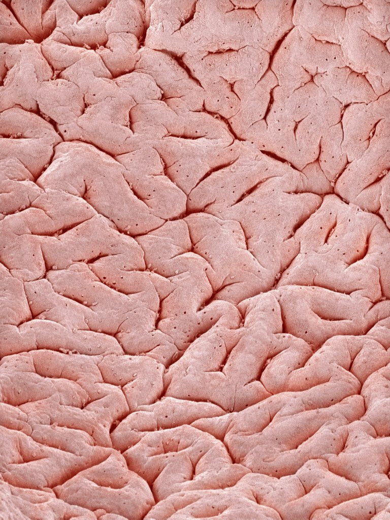 Detail of Mucous Membrane from Colon of a Rat by Anonymous