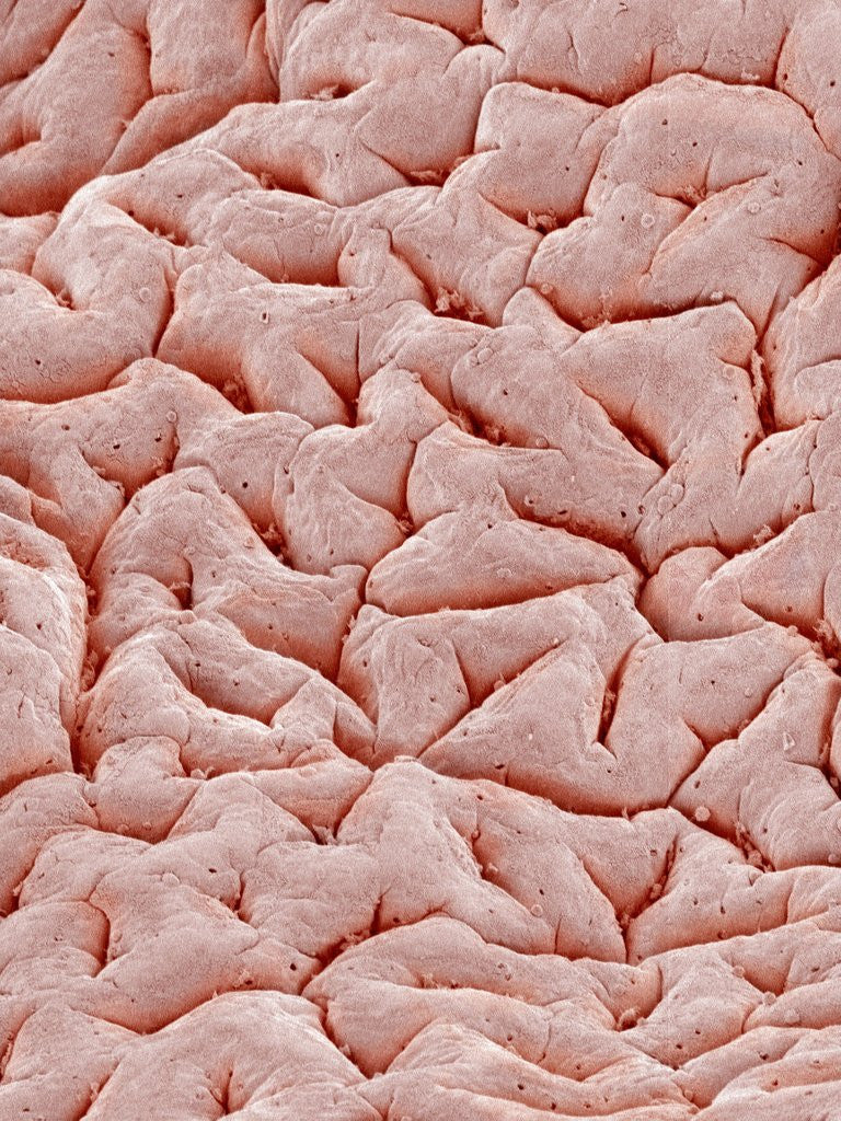 Detail of Mucous Membrane from Colon of a Rat by Anonymous