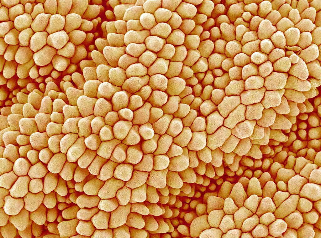 Detail of Petal of a Figwort by Anonymous