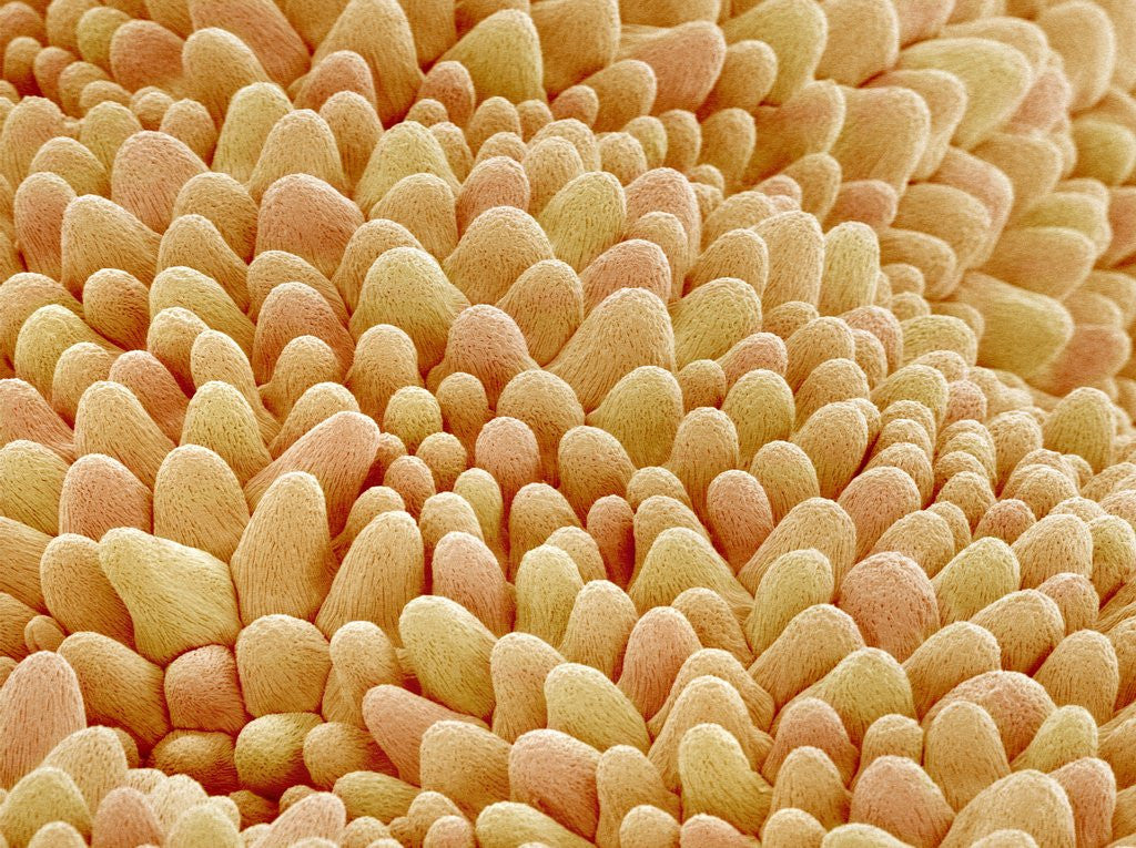 Detail of Petal of a Figwort by Anonymous