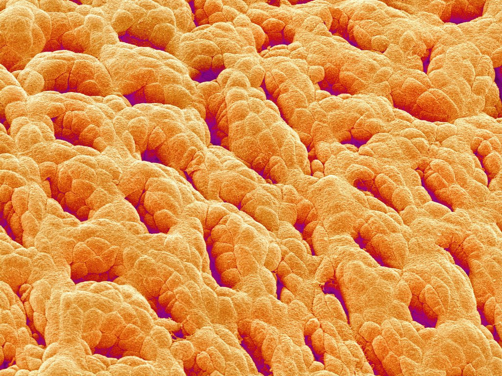 Detail of Mucous Membrane from Stomach of a Rat by Anonymous