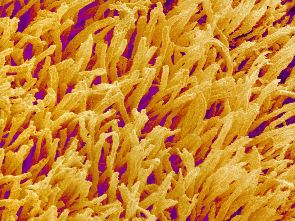 Detail of Rod and Cone Layer of Retina of Rabbit by Anonymous