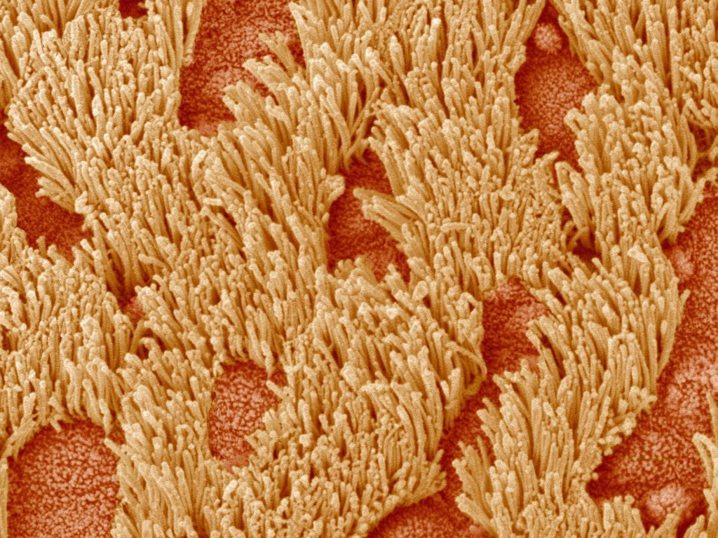 Detail of Trachea of a Rat by Anonymous