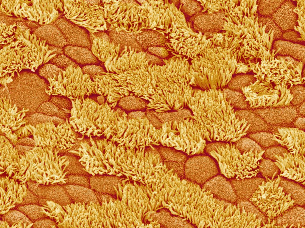 Detail of Trachea of a Rat by Anonymous