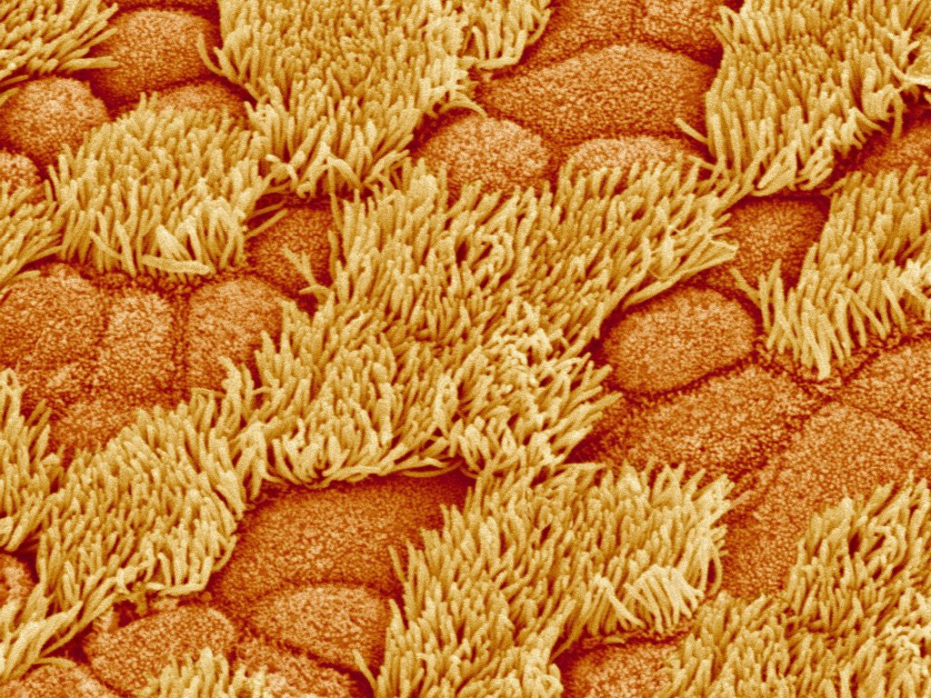 Detail of Trachea of a Rat by Anonymous