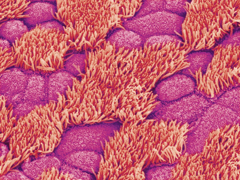 Detail of Trachea of a Rat by Anonymous