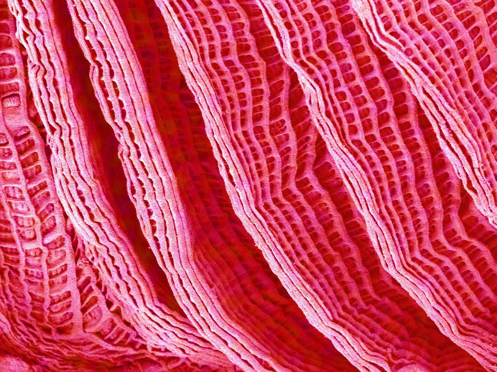 Detail of Gill of Sea Squirt by Anonymous