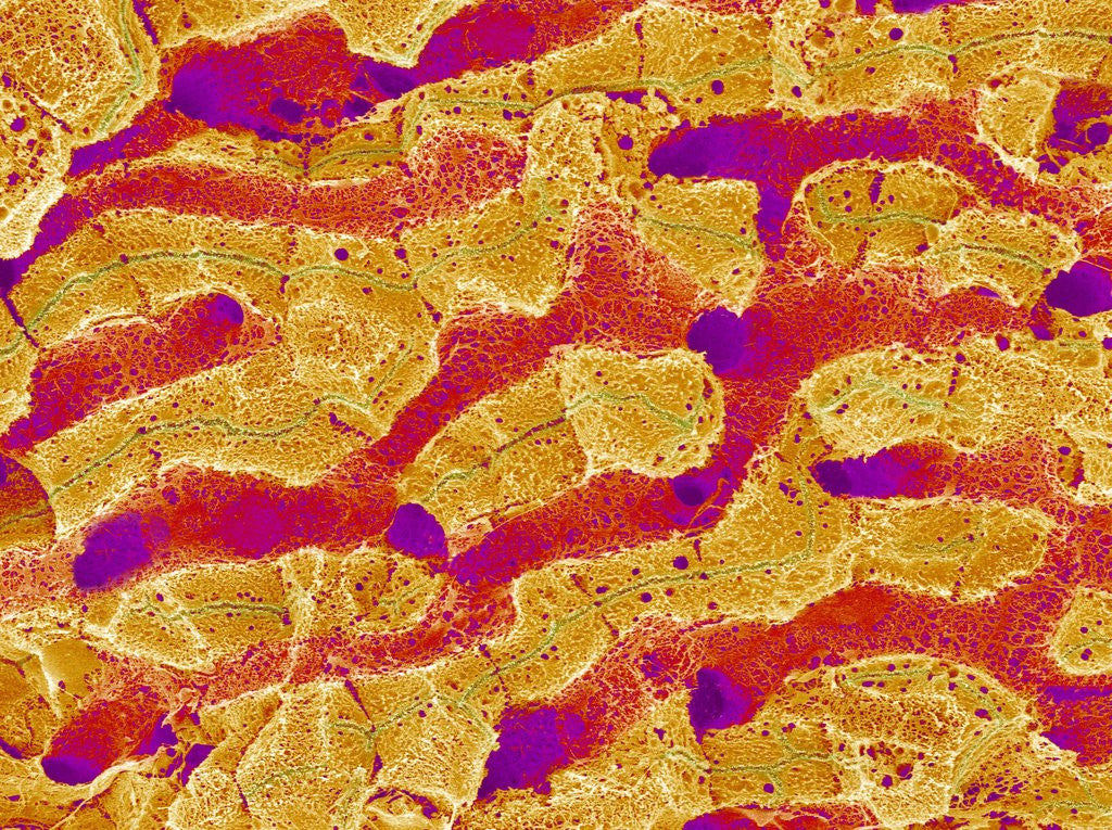 Detail of Interior of Rat Liver by Anonymous