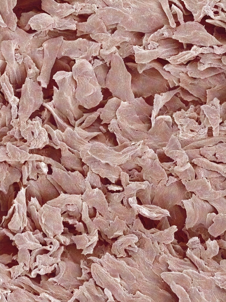 Detail of Fingernail by Anonymous