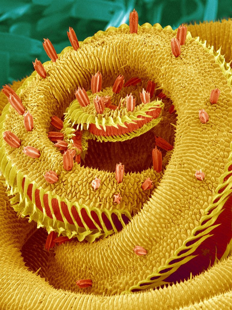 Detail of Proboscis Tip of a Swallowtail Butterfly by Anonymous