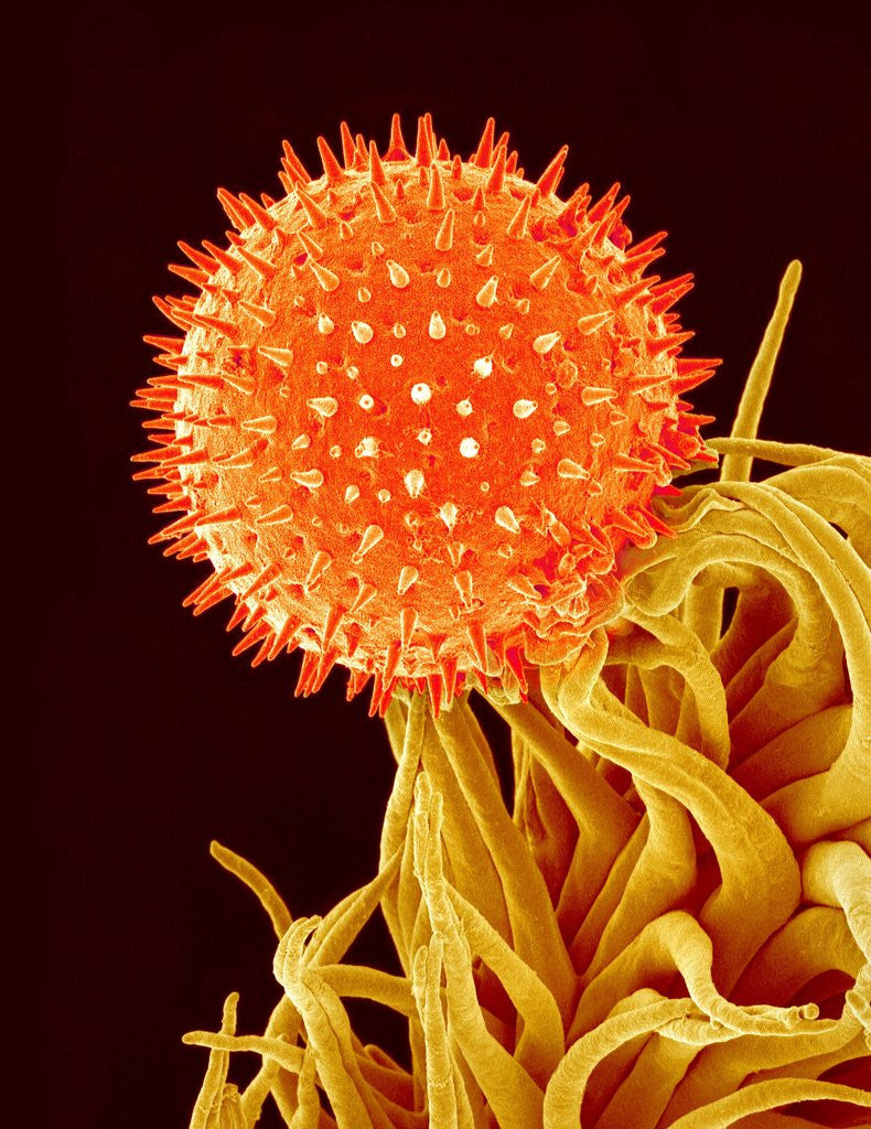 Detail of Mallow Plant Pollen Magnified 600 Times by Corbis