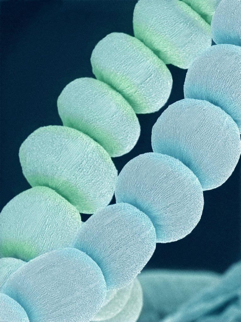 Detail of Stamen on Spider Lily by Anonymous