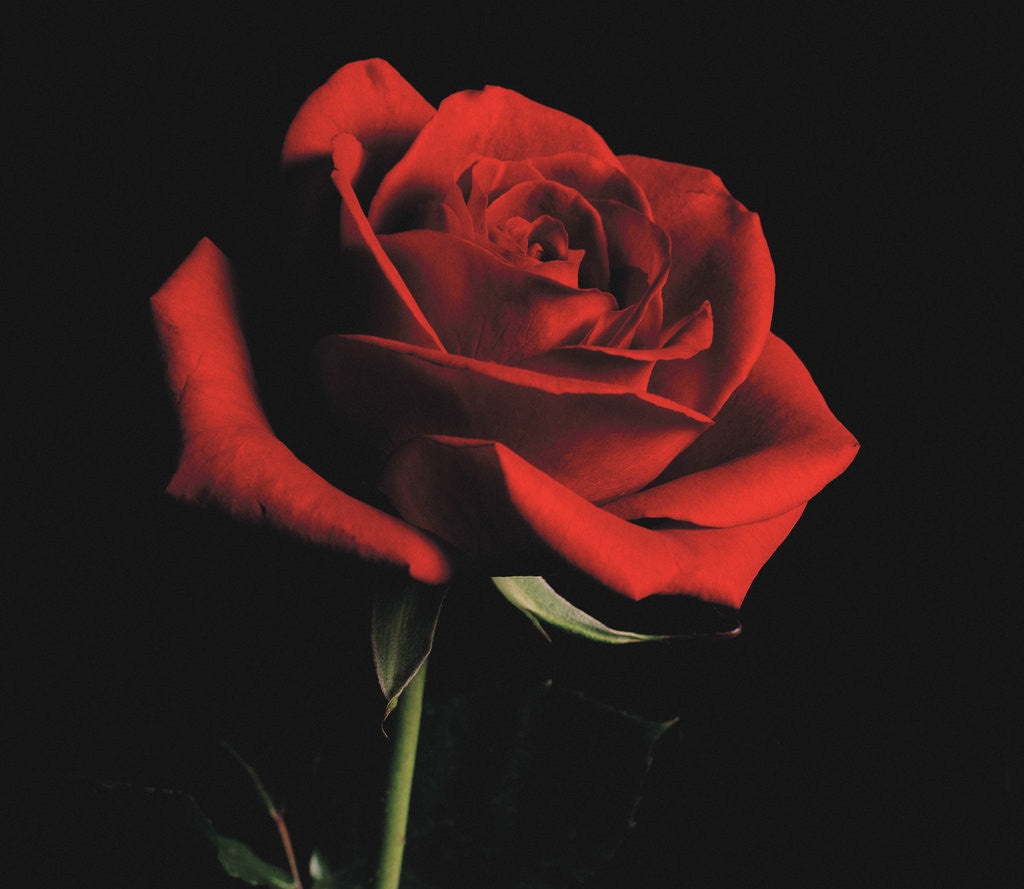 Detail of Red Rose by Anonymous