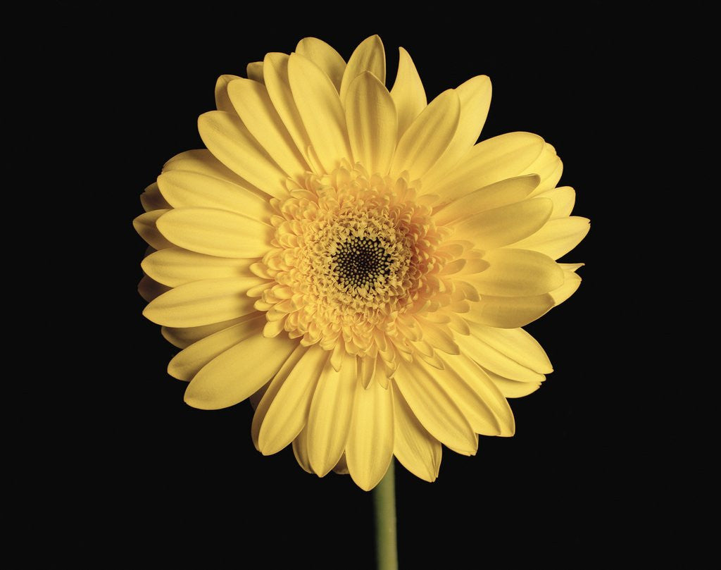 Detail of Gerbera Daisy by Anonymous
