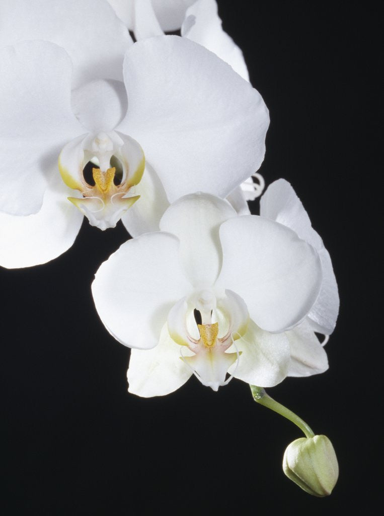Detail of White Orchid by Corbis