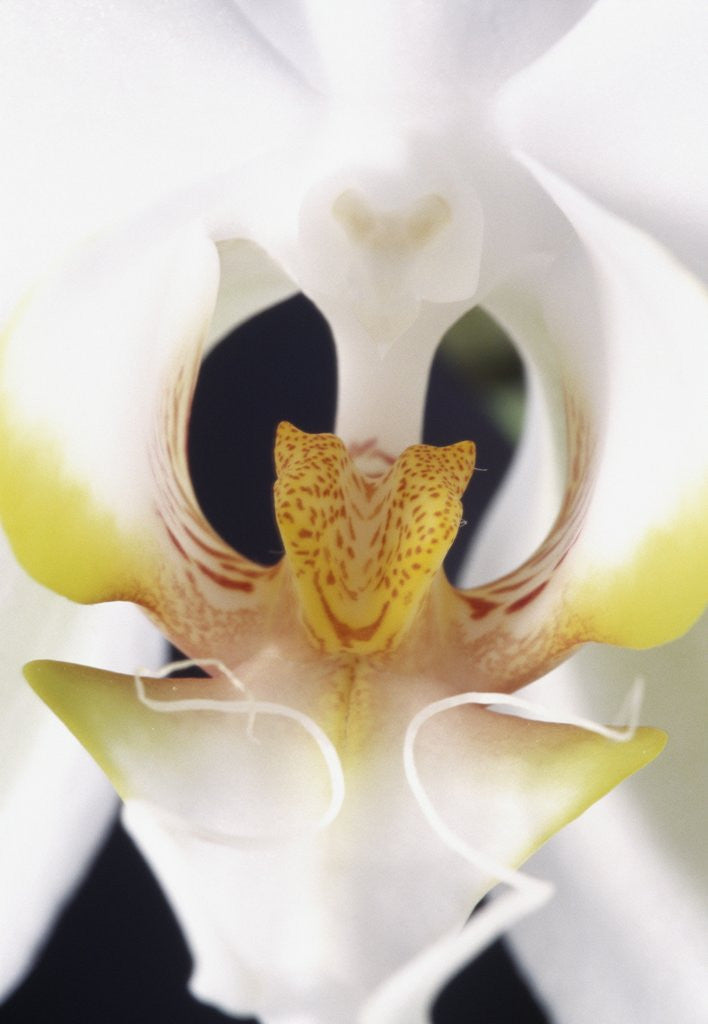 Detail of White Orchid by Anonymous